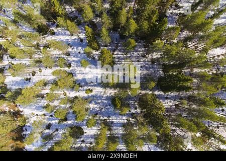 Luftaufnahme eines Kiefernwaldes mit Schnee. Stockfoto