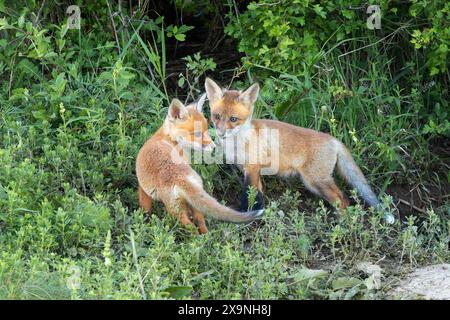 Zwei junge Rotfuchsbrüder stehen zusammen in der Nähe der Höhle, Tiere in natürlicher Umgebung (Vulpes vulpes) Stockfoto