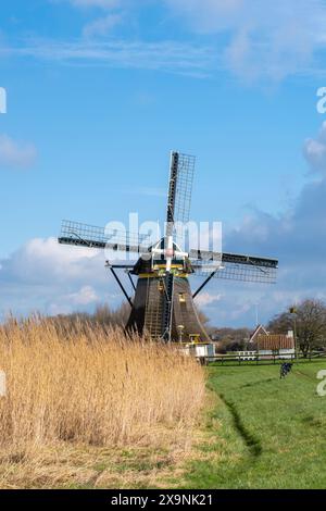 Niederlande alte Holzwindmühle in Westland am blauen Himmel und mit grünem Gras, typisch holländische Natur. Stockfoto