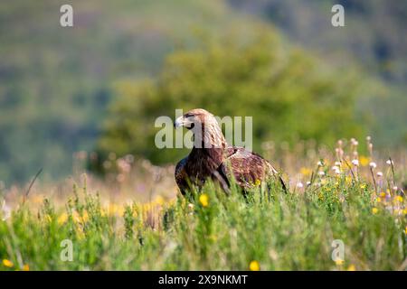 Goldener Adler auf dem Feld zwischen Gras. Spanien. Stockfoto