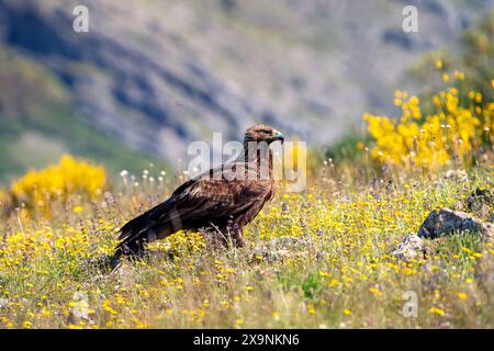 Goldener Adler zwischen gelben Blumen auf dem Feld. Spanien. Stockfoto