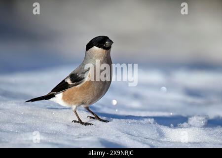 Eurasischer Stierfinken im Winter auf Schnee Stockfoto