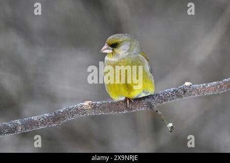 Grünfinken im Winter Stockfoto