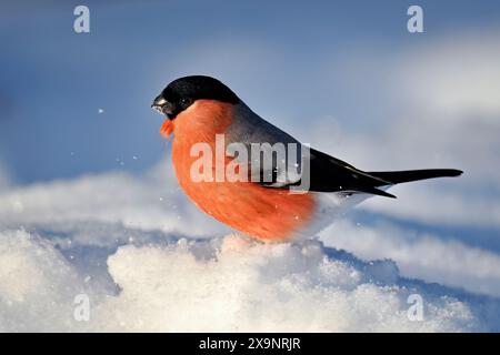 Eurasischer Stierfinken im Winter auf Schnee Stockfoto