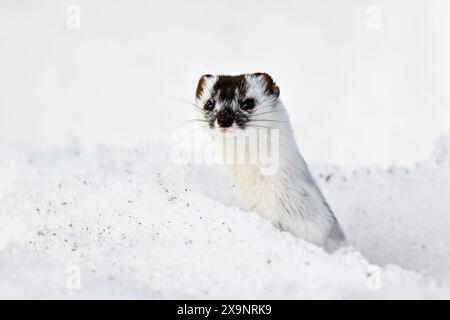 Am wenigsten Wiesel im Winter Stockfoto