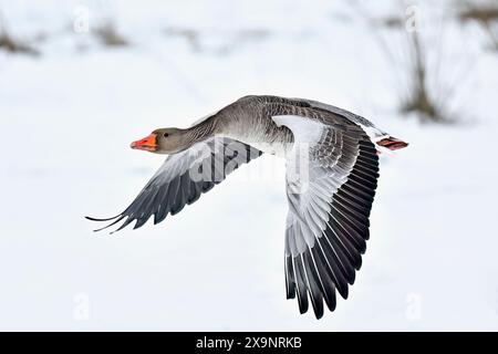 Graugans in voller Geschwindigkeit Stockfoto