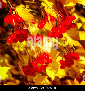 Die Lebendigkeit des Herbstes: Helle Beeren und gelbe Blätter, die das lebendige Wesen des Herbstes einfangen. Stockfoto