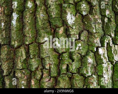 Naturhautdetail. Detaillierte Ansicht der Baumrinde, die die komplexe Schönheit der Oberfläche der Natur hervorhebt. Stockfoto