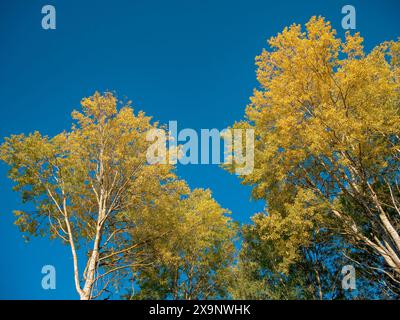 Kontrastfarben: Hellgelbe Blätter bilden einen starken Kontrast zum tiefblauen Himmel in einer friedlichen natürlichen Szene. Stockfoto