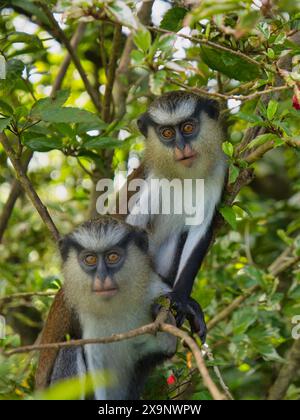 Zwei mona-Affen in einem Baum auf der Insel Grenada in der Karibik. Im Grand Etang Nationalpark. Stockfoto