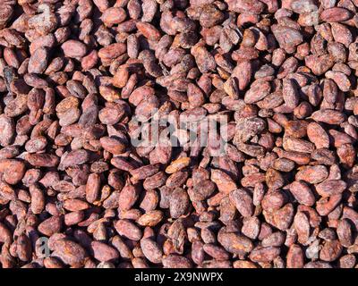 Rohe Kakaobohnen werden getrocknet, bevor sie zur Herstellung von Bio-Schokolade verwendet werden. Aufgenommen in Tobago in der Karibik. Stockfoto