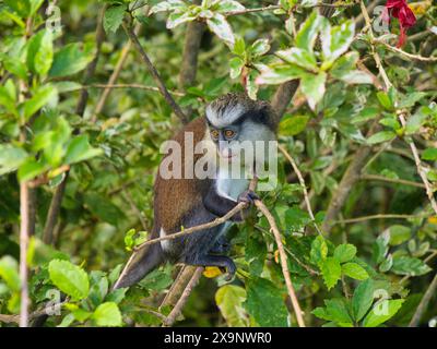 Ein mona-Affe in einem Baum auf der Insel Grenada in der Karibik. Im Grand Etang Nationalpark. Stockfoto