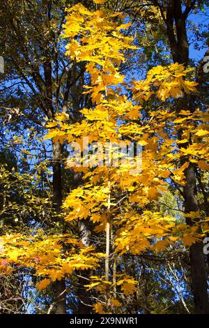 Herbsteinbruch: Die gelben Blätter eines Ahornbaums läuten die Herbstsaison ein. Stockfoto