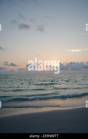 Sonnenuntergang am Pass-a-Grille Beach in St. Petersburg Florida. Schwaches Licht mit mehreren Personen im Wasser. Goldenes Leuchten und blauer Sonnenhimmel hinten. Stockfoto