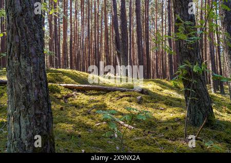 Ein sonnendurchfluteter Wald mit üppigem moosbedeckten Boden und einem umgestürzten Baum. Stockfoto