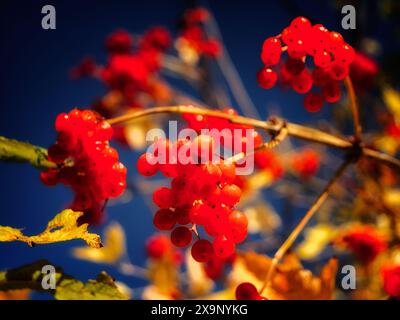 Rote Beeren hängen an einem Baumzweig, reif und warten auf die Ernte. Stockfoto