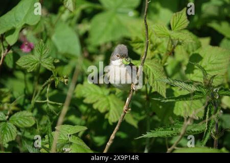 Männlicher gemeiner Weißer (Sylvia communis), der mit Nahrung zum Nest zurückkehrt Stockfoto