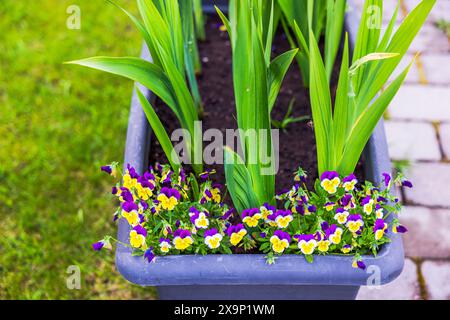 Nahaufnahme leuchtender gelber und blauer Stiefmütterchen mit Gladiolenblättern in einem Pflanztopf. Stockfoto