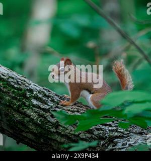 Kleines Eichhörnchen auf einem Baumzweig im Wald Stockfoto