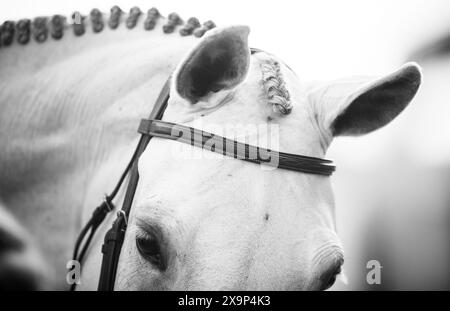 Ein graues Pferd wurde gebadet, geflochten, aufgehackt und bereit für ein Springpferd in Kanada. Stockfoto