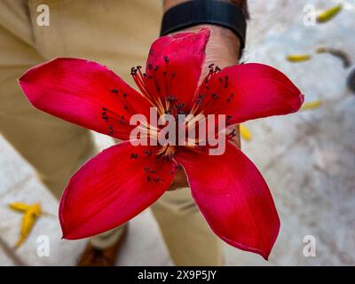 Nahaufnahme einer leuchtenden roten Blume mit detaillierten Staubblättern gegen eine Person, die sie hält Stockfoto