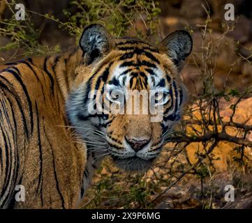 Ein Tiger läuft durch einen Wald und schaut in die Kamera. Konzept der Neugier und des Staunens, während der Tiger seine Umgebung zu erkunden scheint Stockfoto