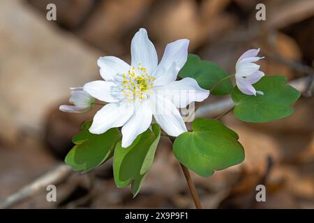 Eine rue Anemone blüht auf einem Waldflor, der mit Blättern gefüllt ist. Stockfoto