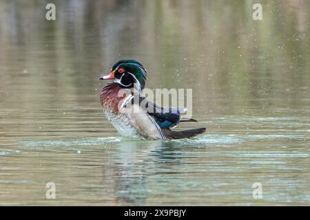 Eine Holzente schüttelt das Wasser am Bow River, Inglewood Bird Sanctuary, Calgary, Alberta, Kanada Stockfoto