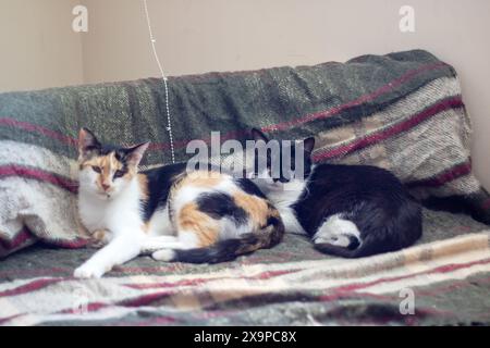 Zwei niedliche Calico-Katzen liegen auf einer gemütlichen Couch, die mit einer gestreiften Decke bedeckt ist, und zeigen den Inbegriff von katzenem Komfort und Entspannung Stockfoto