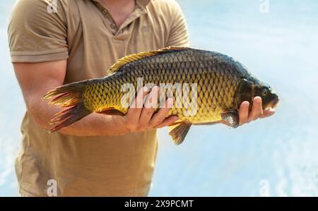 Ein Mann, der mit einem Karpfen in der Hand fischt. Foto in der Natur. Hochwertige Fotos Stockfoto