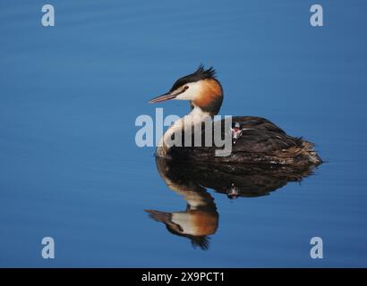 Dieses Paar Grebe scheint nur ein einziges Küken zu haben, das derzeit von winzigen Morsalen gefüttert wird. Stockfoto