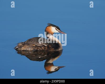 Dieses Paar Grebe scheint nur ein einziges Küken zu haben, das derzeit von winzigen Morsalen gefüttert wird. Stockfoto