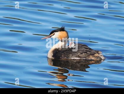 Dieses Paar Grebe scheint nur ein einziges Küken zu haben, das derzeit von winzigen Morsalen gefüttert wird. Stockfoto