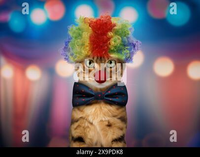 Lustige Ingwerkatze in festlichem Anzug und Clownmütze auf festlichem Hintergrund. Stockfoto