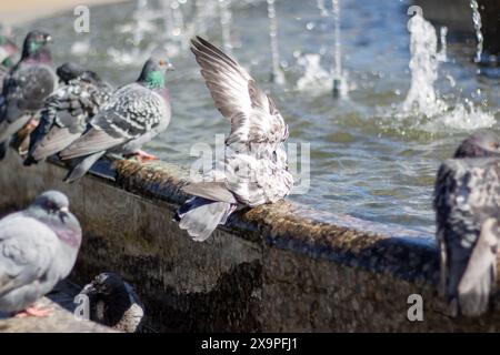 Eine Gruppe von Tauben trinkt gemütlich Wasser aus einem Stadtbrunnen, während ihre Federn im Sonnenlicht leuchten, während sie ihre Schnäbel tauchen Stockfoto