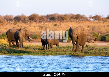 Der Chobe-Nationalpark ist der älteste Nationalpark in Botswana. Wasser im Okavango Delta. Elefantenherde, Erwachsene und Junge, die einen Fluss in SHA überqueren Stockfoto