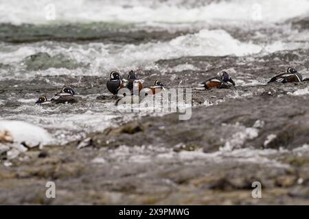 Eine Gruppe von Harlekinenten, die auf Felsen bei LeHardy Rapids im Yellowstone-Nationalpark ruhen Stockfoto