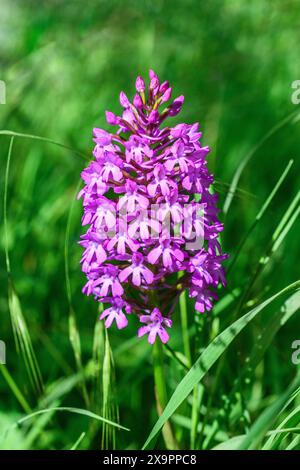 Gemeinsame DuftOrchidee (Gymnadenia conopsea) - Sud-Touraine, Zentralfrankreich. Stockfoto