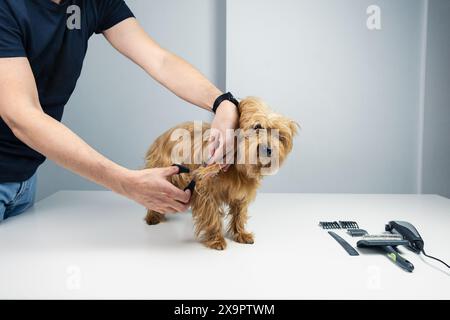 Ein anonymer Mann schneidet einem erwachsenen Terrierhund die Haare mit einer Schere. Die Umgebung ist ein gut beleuchteter Salon und es gibt Hundepflegeutensilien org Stockfoto