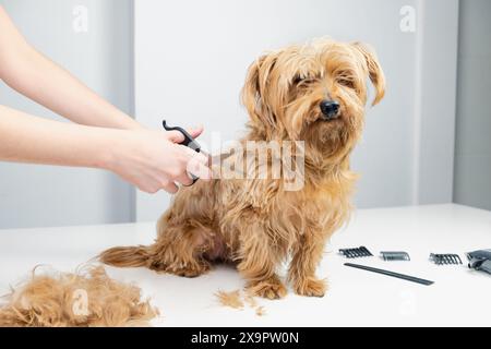 Ein junger Hundespieler schneidet die Haare eines goldenen Terriers mit Hundepflegewerkzeugen. Der Hund blickt ernst und entspannt in die Kamera Stockfoto