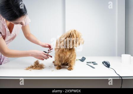 Ein junger Hundespieler schneidet die Haare eines goldenen Terriers mit Hundepflegewerkzeugen. Der Hund sieht in die andere Richtung Stockfoto