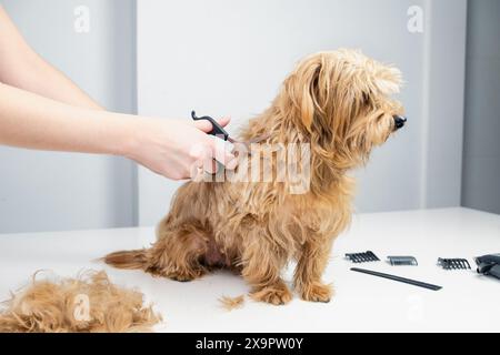 Ein junger Hundespieler schneidet die Haare eines goldenen Terriers mit Scheren. Der Hund sieht ganz entspannt aus Stockfoto