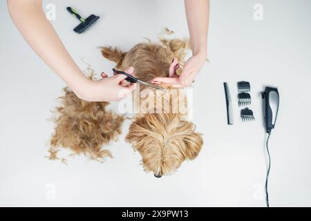 Draufsicht eines jungen Hundespielers, der die Haare eines goldenen Terriers mit Hundepflegewerkzeugen auf einem weißen, sauberen Hintergrund schneidet Stockfoto