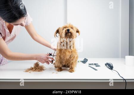 Ein junger Hundespieler schneidet die Haare eines goldenen Terriers mit Hundepflegewerkzeugen. Der Hund blickt in eleganter Pose zur Kamera. Stockfoto