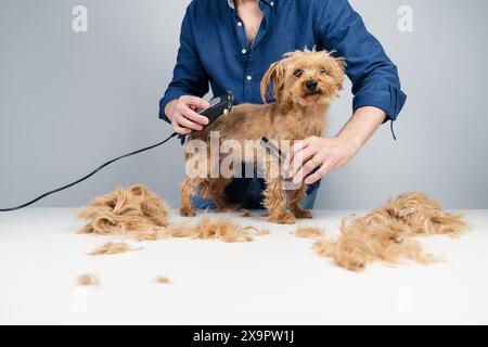 Ein anonymer Mann schneidet die Haare eines kleinen goldenen Terriers. Er benutzt einen Rasierer und hält den Hund vorsichtig. Der Hund blickt zur Kamera. Es gibt eine Menge Stockfoto
