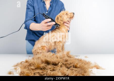 Ein anonymer Mann schneidet die Haare eines kleinen goldenen Terriers im unscharfen Hintergrund. Im Vordergrund befindet sich ein Haufen geschnittener Haare auf dem Tisch Stockfoto