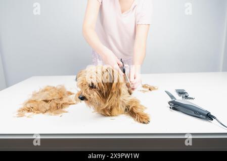 Vorderansicht eines jungen Hundespielers, der die Haare eines goldenen Terriers mit Hundespflegewerkzeugen auf weißem, sauberem Hintergrund schneidet. Der Hund genießt es sehr Stockfoto