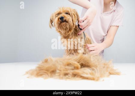 Ein junger Hundespieler schneidet die Haare eines goldenen Terriers mit Hundepflegewerkzeugen. Auf dem Tisch liegt ein Haufen geschnittener Haare Stockfoto