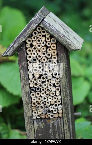 Holzkiste mit einem geneigten Dach aus nächster Nähe, gefüllt mit Bambusstöcken und einem Hintergrund von verschwommenen Blättern. Stockfoto