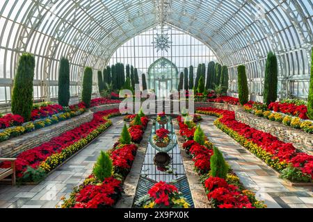 Frühmorgendliches Sonnenlicht mit einer saisonalen Darstellung roter Weihnachtsstern im Como Park Marjorie McNeely Conservatory in Saint Paul, Minnesota Stockfoto